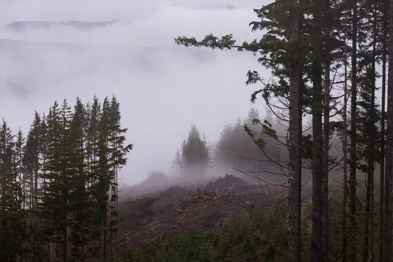 Foggy Pacific Northwest forest.